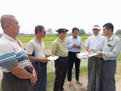 မန္တလေးတိုင်းဒေသကြီး၊ အောင်မြေသာစံခရိုင်၊ ပုသိမ်ကြီးမြို့နယ်၊ မြောက်တံတိုင်းရှည်ကျေးရွာအုပ်စု၊ ကွင်းအမှတ်- ၅၂၂(က)၊ ငွေတောင်အနောက်ကွင်း၊ ဦးတင်မောင်ဝင်း၏လယ်မြေ၌ နွေစပါးစိုက်ပျိုး ထားရှိမှုအခြေအနေများအား ကွင်းဆင်းစစ်ဆေး