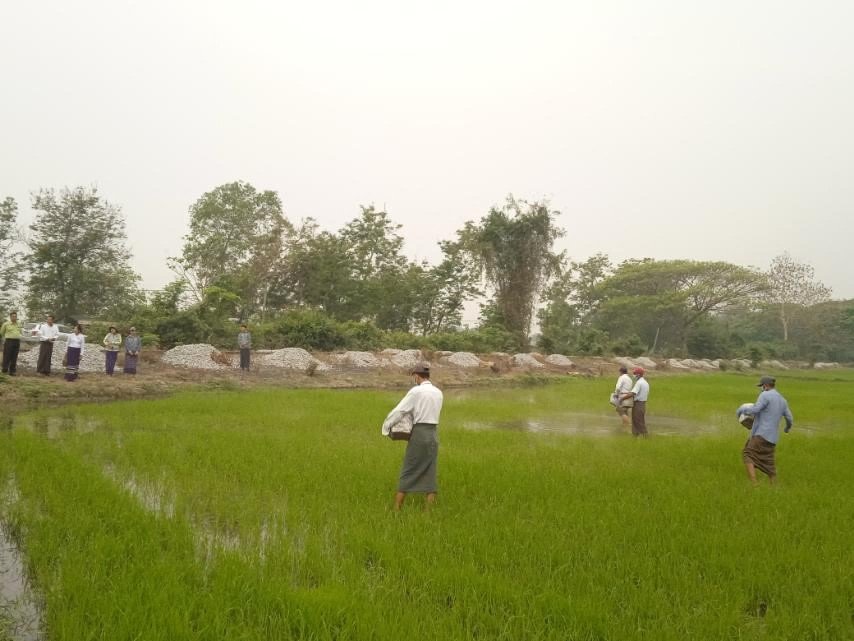 ပဲခူးတိုင်းဒေသကြီး၊ နတ်တလင်းခရိုင်၊ ပေါင်းတည်မြို့နယ်၊ ကြူတောကန်အုပ်စု၊ နတ်ပုတီးကျေးရွာ၌ နွေစပါးစိုက်ခင်းတွင် စိုက်ပျိုးထားရှိသည့် စပါးသီးနှံများအောင်မြင်ဖြစ်ထွန်းနေမှုအခြေအနေအား ကွင်းဆင်း စစ်ဆေး