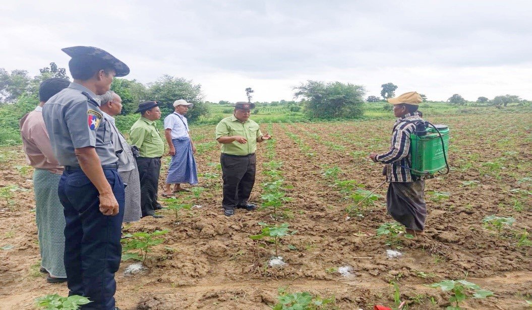 တောင်တွင်းကြီးမြို့နယ်၊ ငမင်ကျေးရွာအုပ်စု၊ ညောင်နီကျေးရွာ၊ ကွင်းအမှတ်(၂၇၈၆၊ ရွှေမော်ဓောကွင်း)တွင် ဝါစိုက်တောင်သူ ဦးဇော်မင်းဦး၏ စိုက်ခင်းအတွင်း ဝါပင်များ စိုက်ပျိုးဖြစ်ထွန်းနေမှုအခြေအနေအား ကွင်းဆင်းစစ်ဆေး