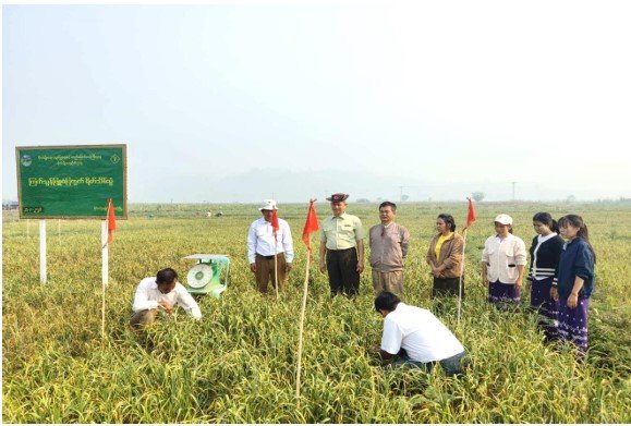 ရှမ်းပြည်နယ်၊ မိုင်းတုံခရိုင်၊ မိုင်းတုံမြို့နယ်၊ ငမို့မရပ်ကွက်၊ ငမို့မကွင်းတွင် ၂၀၂၅ - ၂၀၂၆ခုနှစ် ကြက်သွန်ဖြူစံပြကွက် ရိတ်သိမ်းပွဲအား သွားရောက်ကြည့်ရှုစစ်ဆေး